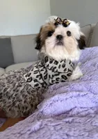 Betsy, a female Shih Tzu for sale in Gardena, CA – 7 of 10