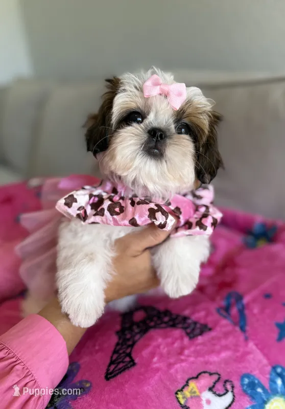 Italy – Shih Tzu puppy for sale in Gardena, CA