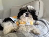 Maui, a male Shih Tzu for sale in Gardena, CA – 4 of 10