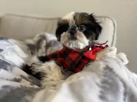 Maui, a male Shih Tzu for sale in Gardena, CA – 4 of 10