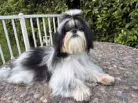 Maui, a male Shih Tzu for sale in Gardena, CA – 7 of 7