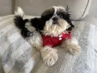 Dubai, a male Shih Tzu for sale in Gardena, CA – 8 of 10