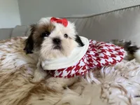 Betsy, a female Shih Tzu for sale in Gardena, CA – 8 of 10