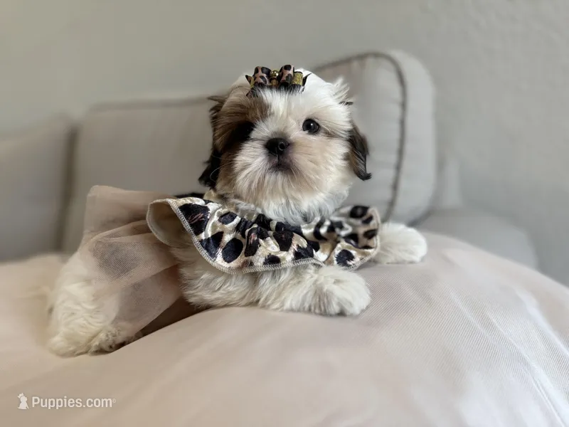Betsy – Shih Tzu puppy for sale in Gardena, CA
