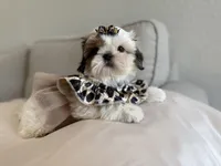 Betsy, a female Shih Tzu for sale in Gardena, CA – 1 of 10
