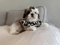 Betsy, a female Shih Tzu for sale in Gardena, CA – 7 of 10