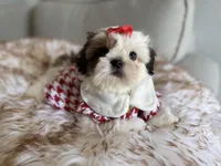 Betsy, a female Shih Tzu for sale in Gardena, CA – 6 of 10
