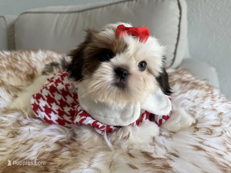 Betsy – Shih Tzu puppy for sale in Gardena, CA