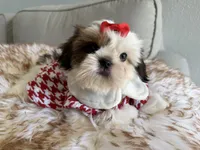 Betsy, a female Shih Tzu for sale in Gardena, CA – 2 of 10