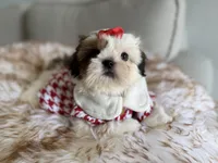 Betsy, a female Shih Tzu for sale in Gardena, CA – 3 of 10