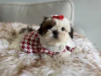 Betsy, a female Shih Tzu for sale in Gardena, CA – 5 of 10