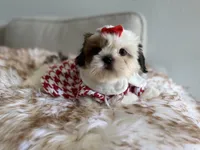 Betsy, a female Shih Tzu for sale in Gardena, CA – 4 of 10