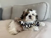 Betsy, a female Shih Tzu for sale in Gardena, CA – 9 of 10