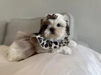 Betsy, a female Shih Tzu for sale in Gardena, CA – 10 of 10