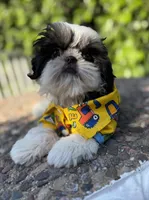 Dubai, a male Shih Tzu for sale in Gardena, CA – 7 of 10
