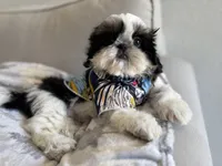 Dubai, a male Shih Tzu for sale in Gardena, CA – 5 of 10