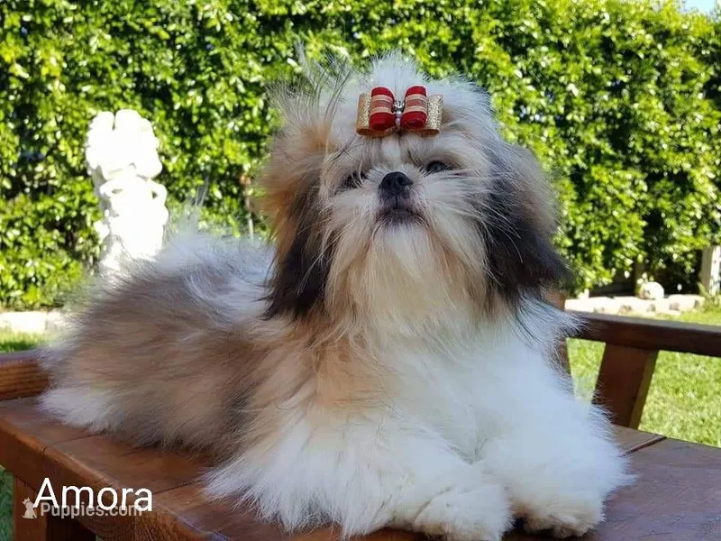 Amora – Shih Tzu puppy for sale in Gardena, CA