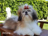 Amora, a female Shih Tzu for sale in Gardena, CA – 1 of 1