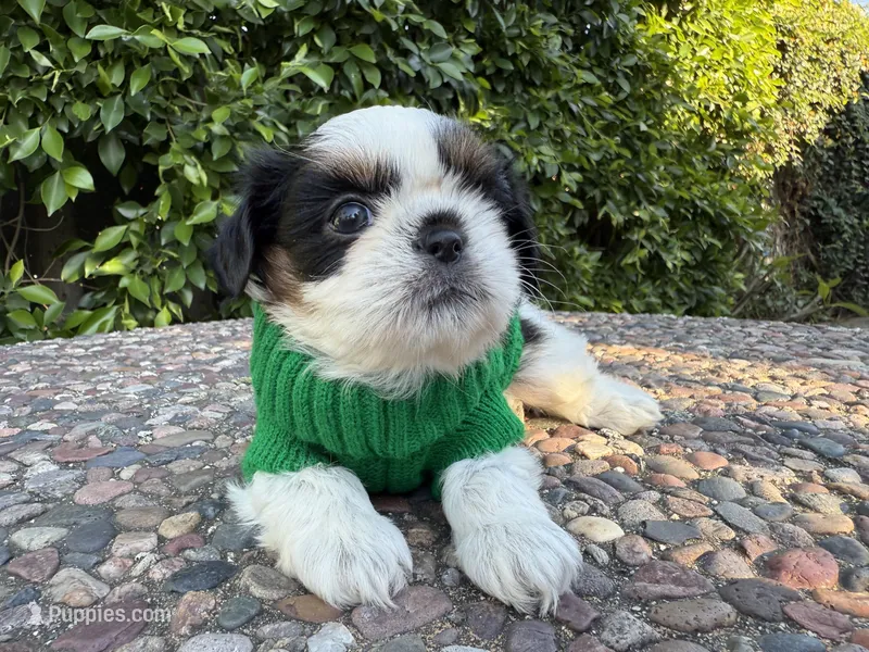 Maui – Shih Tzu puppy for sale in Gardena, CA