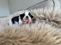 Maui, a male Shih Tzu for sale in Gardena, CA – Photo 3 of 6