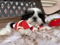 Maui, a male Shih Tzu for sale in Gardena, CA – Photo 3 of 6