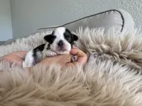 Maui, a male Shih Tzu for sale in Gardena, CA – Photo 1 of 6