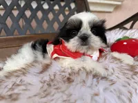 Maui, a male Shih Tzu for sale in Gardena, CA – Photo 4 of 6