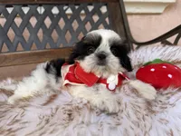 Maui, a male Shih Tzu for sale in Gardena, CA – Photo 5 of 6