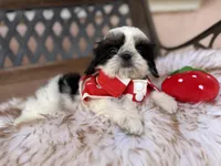 Maui, a male Shih Tzu for sale in Gardena, CA – Photo 1 of 6