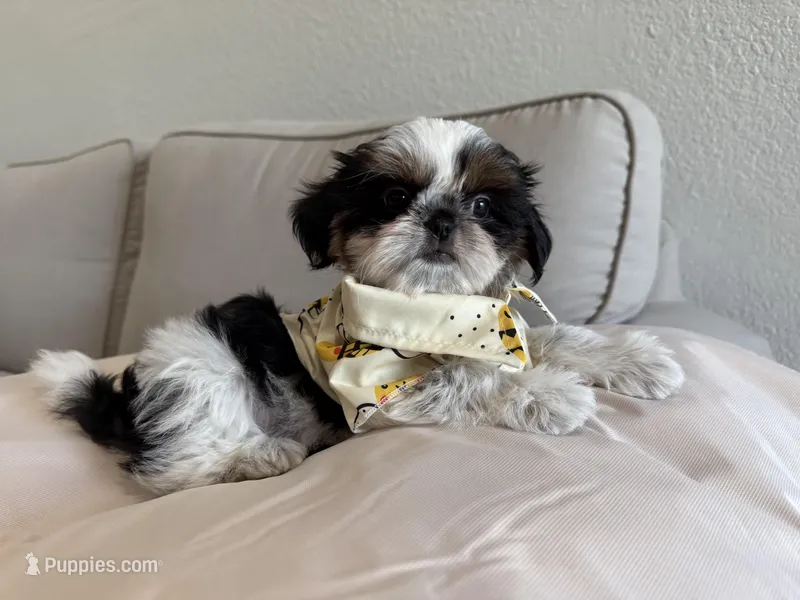 Maui – Shih Tzu puppy for sale in Gardena, CA