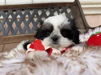 Maui, a male Shih Tzu for sale in Gardena, CA – Photo 6 of 6