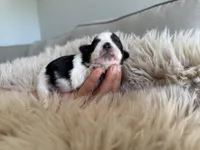 Maui, a male Shih Tzu for sale in Gardena, CA – Photo 5 of 6