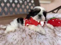 Maui, a male Shih Tzu for sale in Gardena, CA – Photo 2 of 6