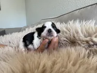 Maui, a male Shih Tzu for sale in Gardena, CA – Photo 4 of 6