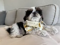 Maui, a male Shih Tzu for sale in Gardena, CA – 6 of 10