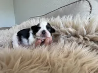 Maui, a male Shih Tzu for sale in Gardena, CA – Photo 2 of 6