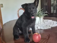 Zak, a male German Shepherd Dog for sale in Geary, OK – 6 of 7