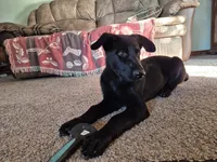 Zak, a male German Shepherd Dog for sale in Geary, OK – 4 of 7