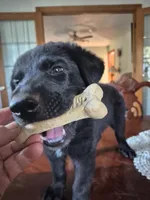 Zak, a male German Shepherd Dog for sale in Geary, OK – 3 of 3