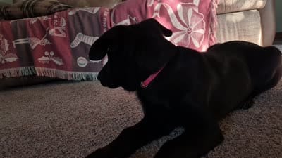 Zak, a male German Shepherd Dog for sale in Geary, OK – 5 of 7