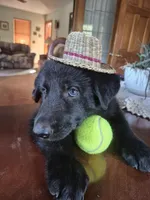 Zak, a male German Shepherd Dog for sale in Geary, OK – 2 of 3