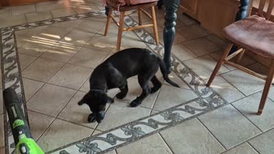 Zak, a male German Shepherd Dog for sale in Geary, OK – 7 of 7