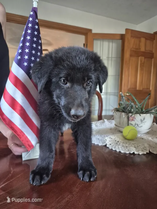 Zak – German Shepherd Dog puppy for sale in Geary, OK