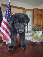 Zak, a male German Shepherd Dog for sale in Geary, OK – 1 of 3