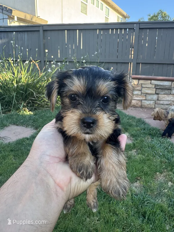 Max – Yorkshire Terrier puppy for sale in Rancho Cordova, CA
