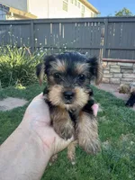 Max, a male Yorkshire Terrier for sale in Rancho Cordova, CA – 1 of 1