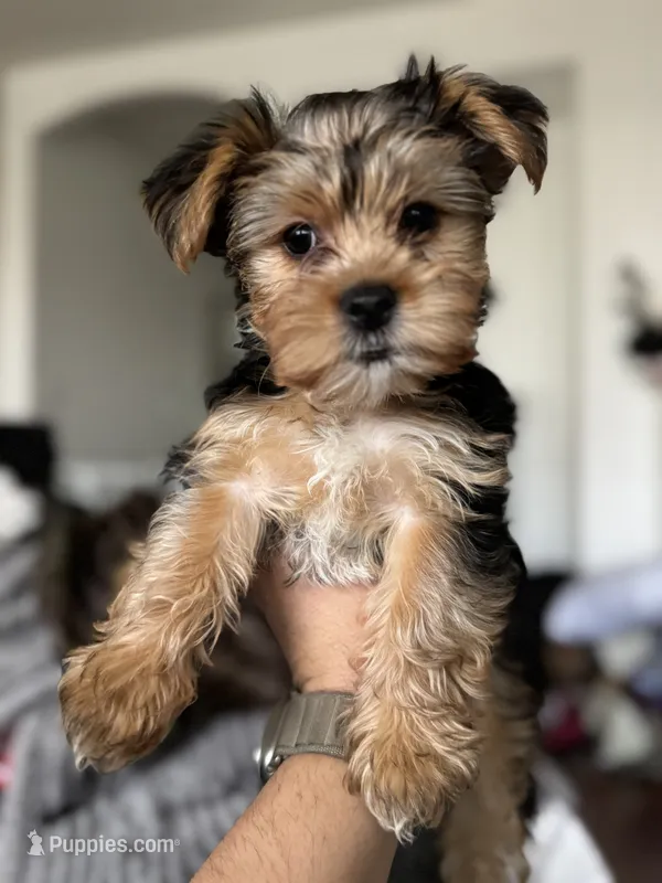 Charley  – Yorkshire Terrier puppy for sale in Rancho Cordova, CA