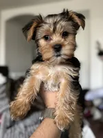 Charley , a male Yorkshire Terrier for sale in Rancho Cordova, CA – 1 of 1