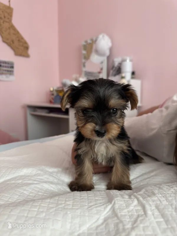 Daisy – Yorkshire Terrier puppy for sale in Rancho Cordova, CA