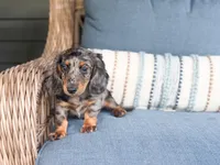 Hunter, a male Miniature Dachshund for sale in Salters, SC – 2 of 5